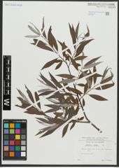 Foto von Salix alba L.